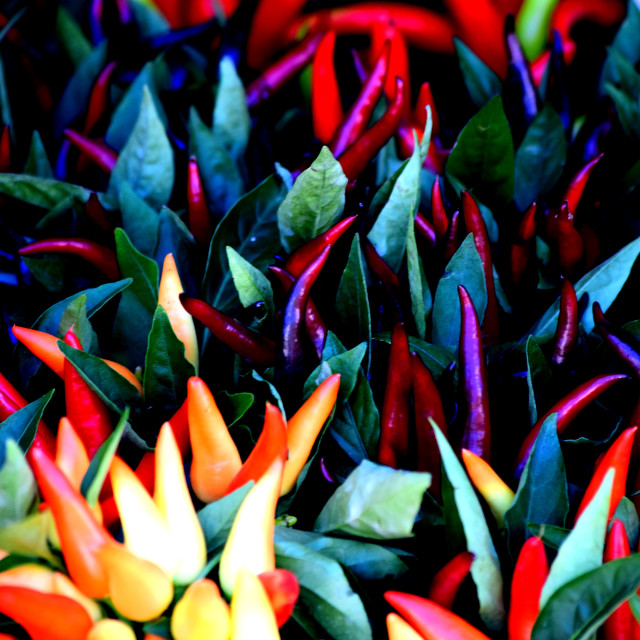 "Peppers" by Amit Mendelsohn - £50.00 "Peppers" stock image