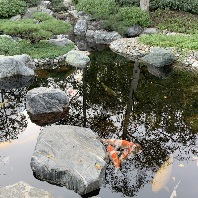 "Koi Pond" by Melissa Minnella - £15.00 "Koi Pond" stock image