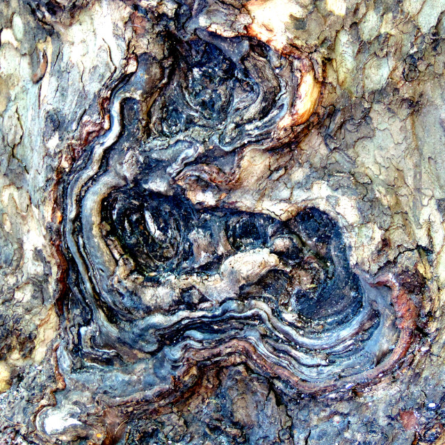 "A scar on a tree" by Amit Mendelsohn - £50.00 "A scar on a tree" stock image
