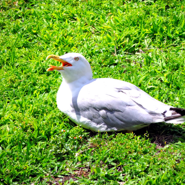 "A seagull talking" by Amit Mendelsohn - £50.00 "A seagull talking" stock image