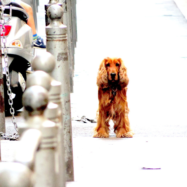 "Looking for someone" by Amit Mendelsohn - £50.00 "Looking for someone" stock image