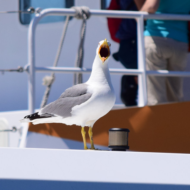 "Seagull sings an opera" by Amit Mendelsohn - £50.00 "Seagull sings an opera" stock image