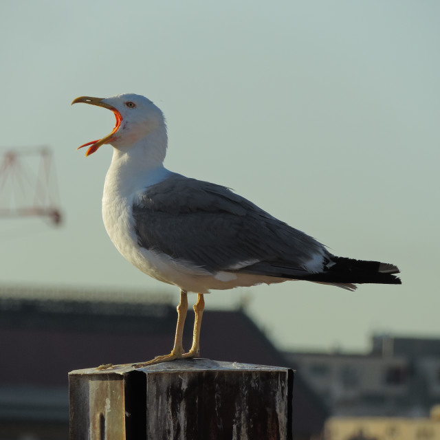 "Seagull has a big mouth" by Amit Mendelsohn - £50.00 "Seagull has a big mouth" stock image