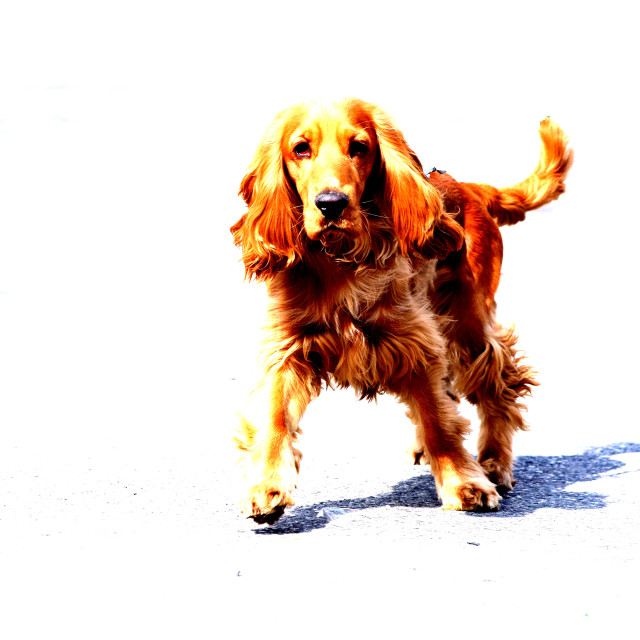 "A cocker" by Amit Mendelsohn - £50.00 "A cocker" stock image