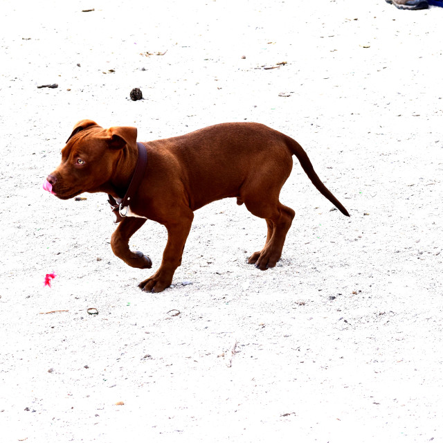 "A little puppy" by Amit Mendelsohn - £50.00 "A little puppy" stock image
