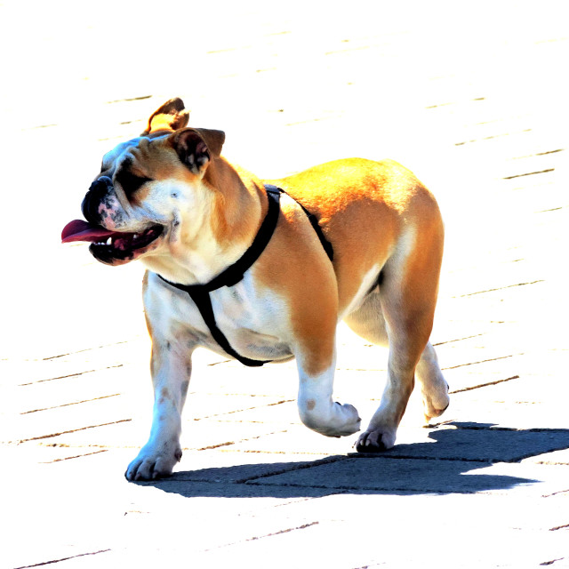 "English bulldog" by Amit Mendelsohn - £50.00 "English bulldog" stock image