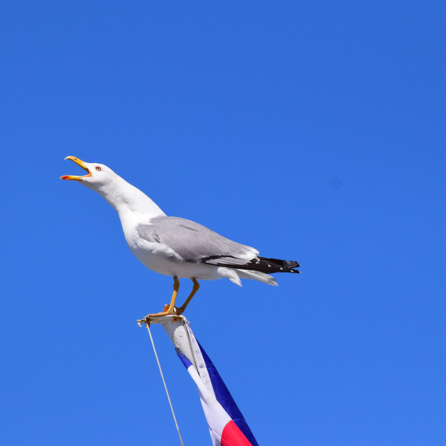 "Seagull's calling" stock image