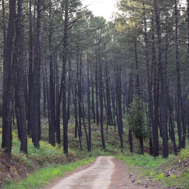 "A road in the forest" by Amit Mendelsohn - £50.00 "A road in the forest" stock image