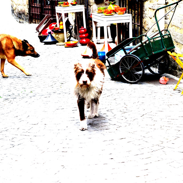 "Dogs in the Village" by Amit Mendelsohn - £50.00 "Dogs in the Village" stock image
