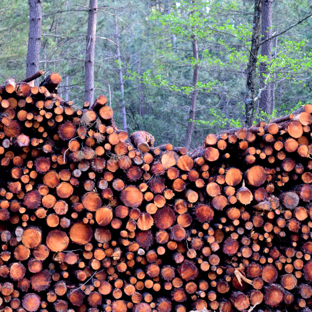 "cut woods" by Amit Mendelsohn - £50.00 "cut woods" stock image