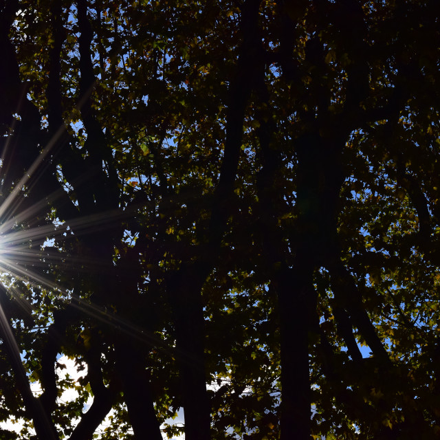 "A flare within the trees" by Amit Mendelsohn - £50.00 "A flare within the trees" stock image