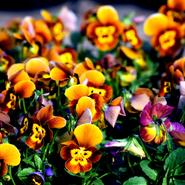 "Flowers" by Amit Mendelsohn - £50.00 "Flowers" stock image