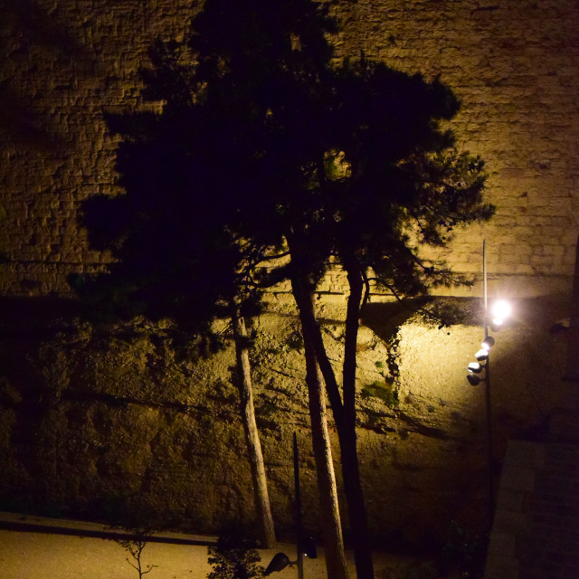 "Tree and it's shadow" by Amit Mendelsohn - £50.00 "Tree and it's shadow" stock image