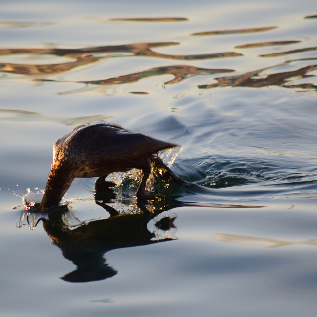 "The cormorant diving" by Amit Mendelsohn - £50.00 "The cormorant diving" stock image