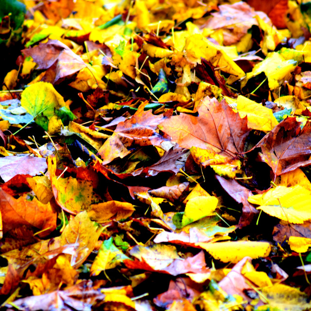 "Fallen leaves" by Amit Mendelsohn - £50.00 "Fallen leaves" stock image