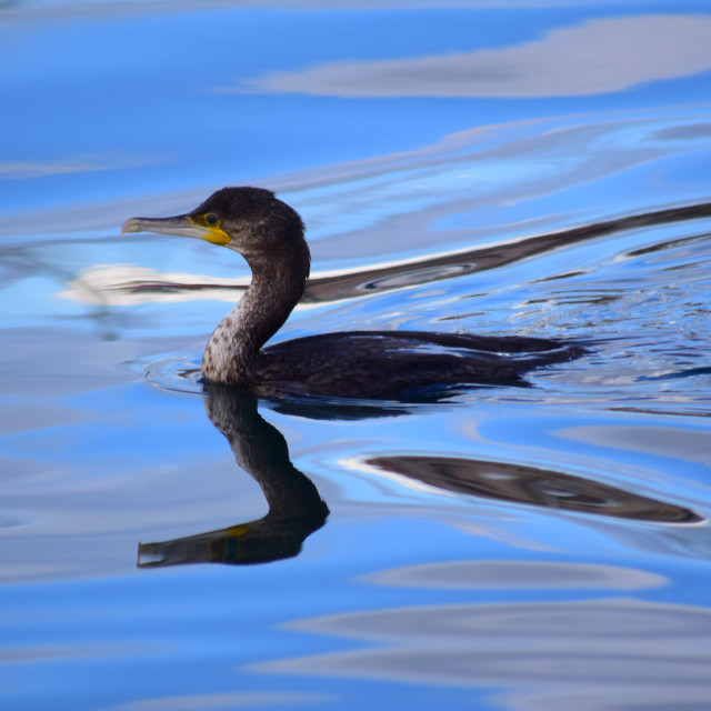 "Cormorant sailing" by Amit Mendelsohn - £50.00 "Cormorant sailing" stock image