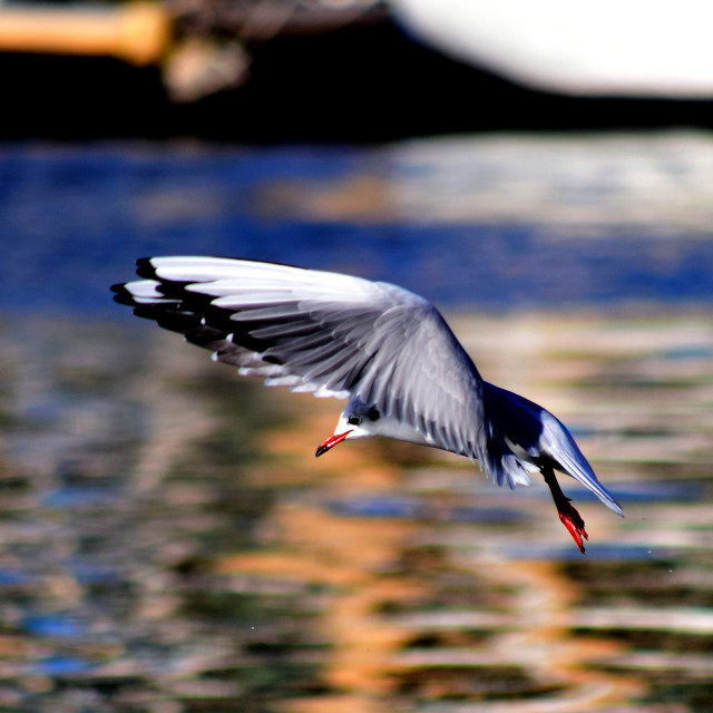 "A little gull in the air" stock image