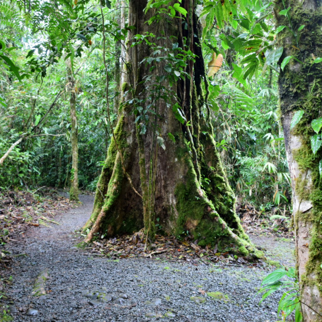 "Old Tree in the Rainforest" by Melissa Minnella - £15.00 "Old Tree in the Rainforest" stock image