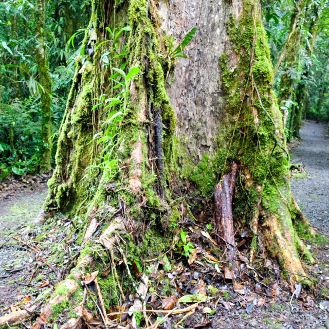 "Tree in the Rainforest" by Melissa Minnella - £15.00 "Tree in the Rainforest" stock image