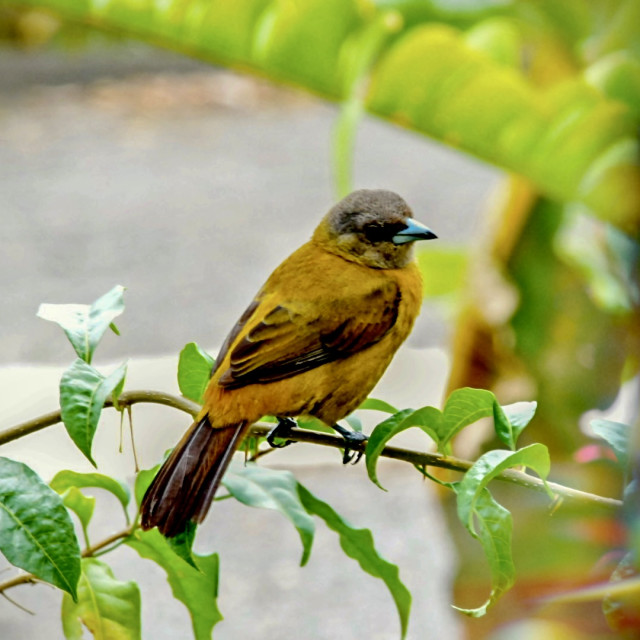 "Bird in the Bushes" by Melissa Minnella - £15.00 "Bird in the Bushes" stock image