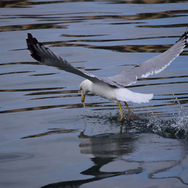 "Bouncing off the water" by Amit Mendelsohn - £50.00 "Bouncing off the water" stock image