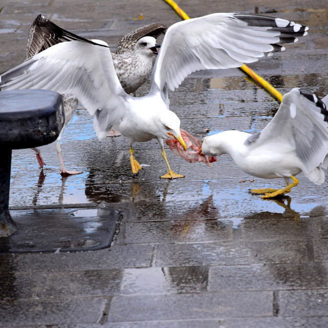 "Pull" by Amit Mendelsohn - $50.38 "Pull" stock image