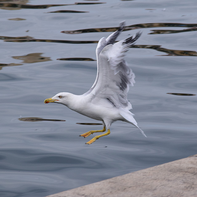"Seagull takes off" by Amit Mendelsohn - £50.00 "Seagull takes off" stock image