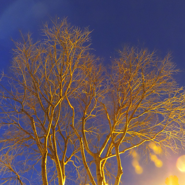 "A tree" by Amit Mendelsohn - £50.00 "A tree" stock image