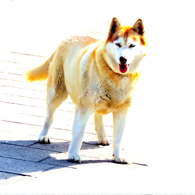 "A husky" by Amit Mendelsohn - £50.00 "A husky" stock image