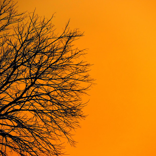 "A tree in the sunset" by Amit Mendelsohn - £50.00 "A tree in the sunset" stock image