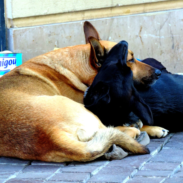 "Brothers" by Amit Mendelsohn - £50.00 "Brothers" stock image