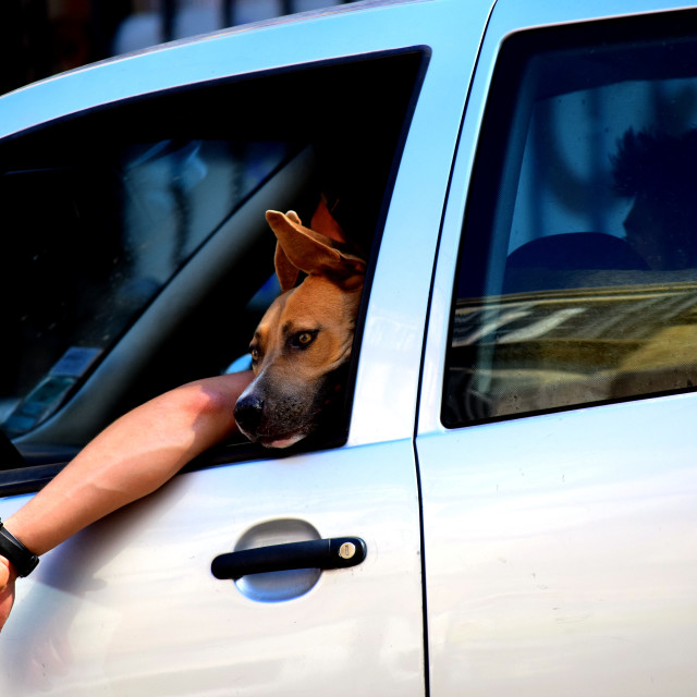 "The driver's assistant" by Amit Mendelsohn - £50.00 "The driver's assistant" stock image