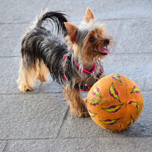 "Bobby is ready to play" by Amit Mendelsohn - £50.00 "Bobby is ready to play" stock image