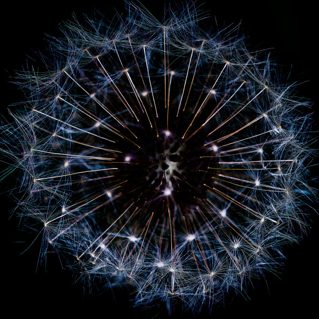 "Dandelion Fireworks" stock image