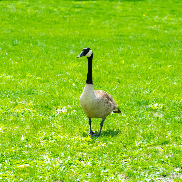 "Goose" by BTG Photographer - $3.09 "Goose" stock image