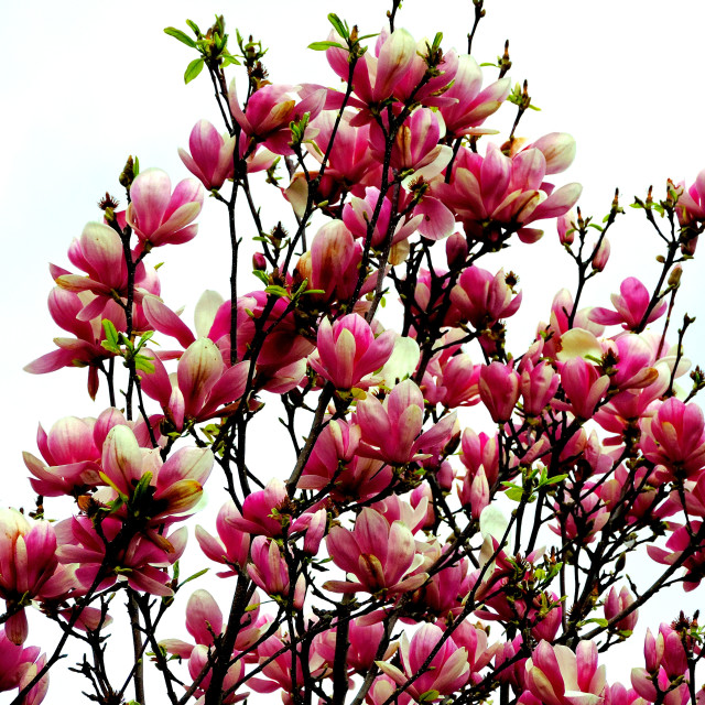 "An almond tree" by Amit Mendelsohn - £50.00 "An almond tree" stock image