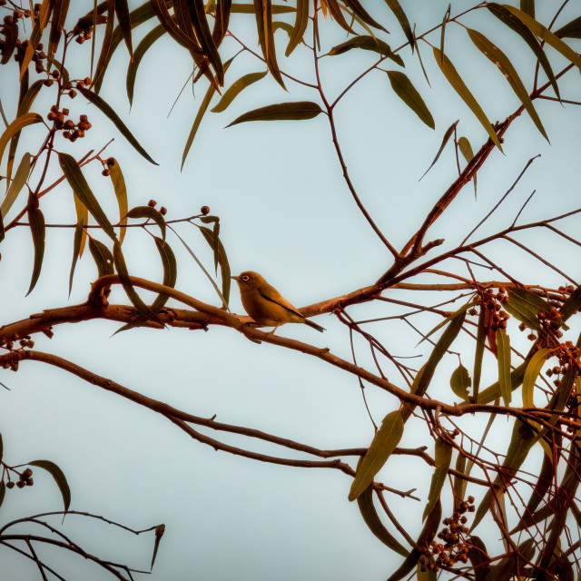 "Silver Eye Bird on a Branch" stock image