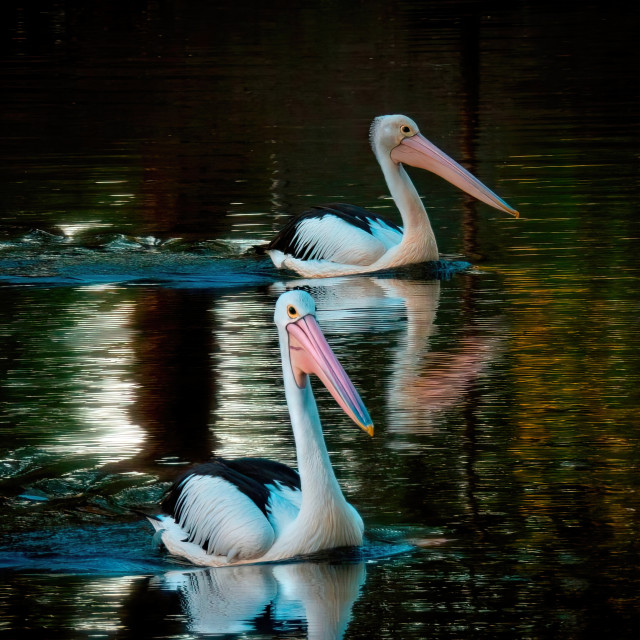 "Two Pelicans on the Swan" stock image