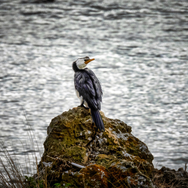 "Cormorant Rock Perching" stock image