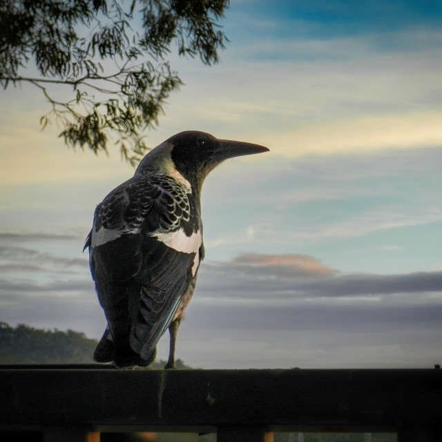 "Australian Magpie and Evening Sky" stock image