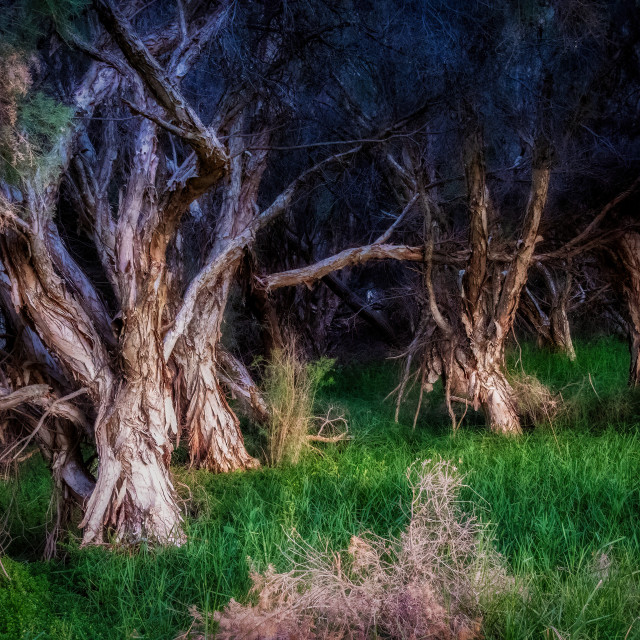 "Paperbarks in Sunset Light" stock image