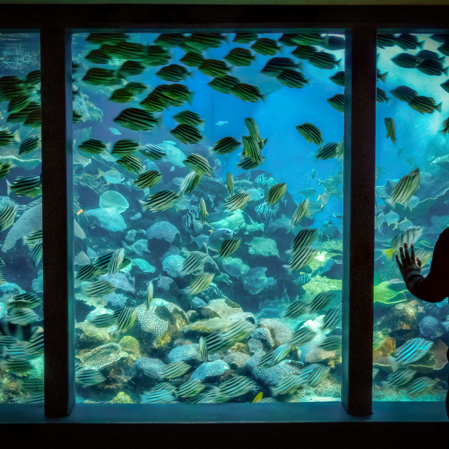 "Curious Child at Aquarium" stock image