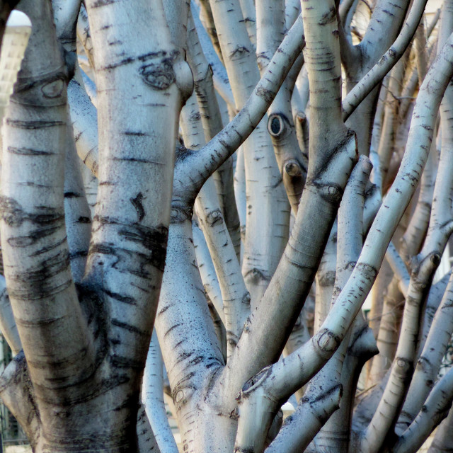 "Trees" by Amit Mendelsohn - £50.00 "Trees" stock image