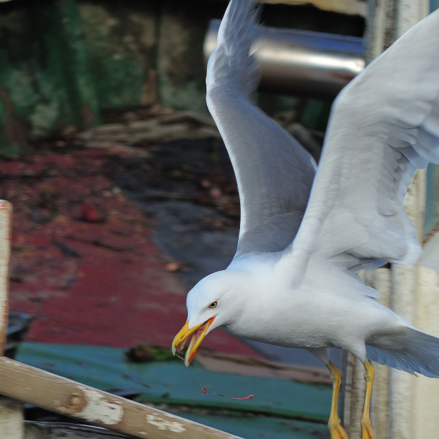 "A seagull" stock image