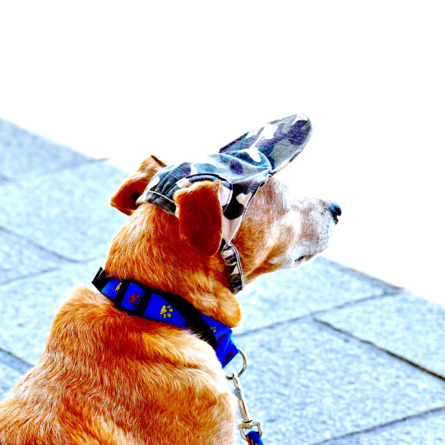 "A retired military dog" stock image