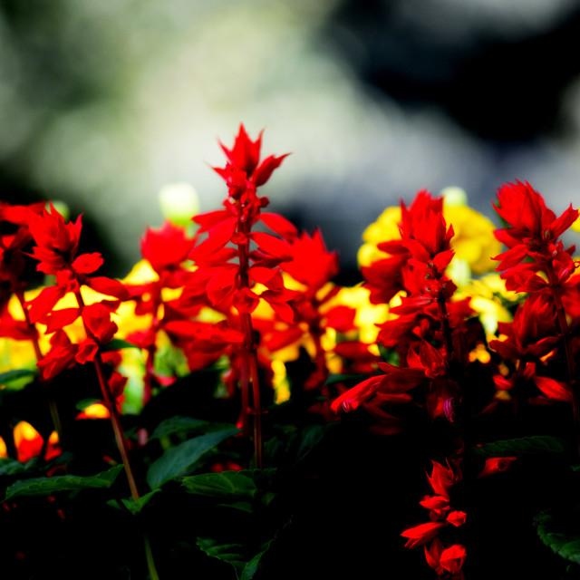 "Red and yellow" stock image