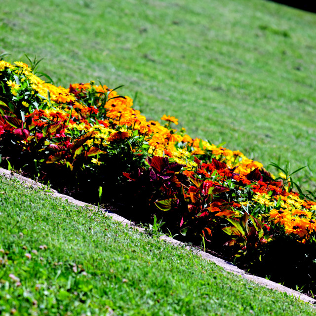 "Flower in the grass" stock image