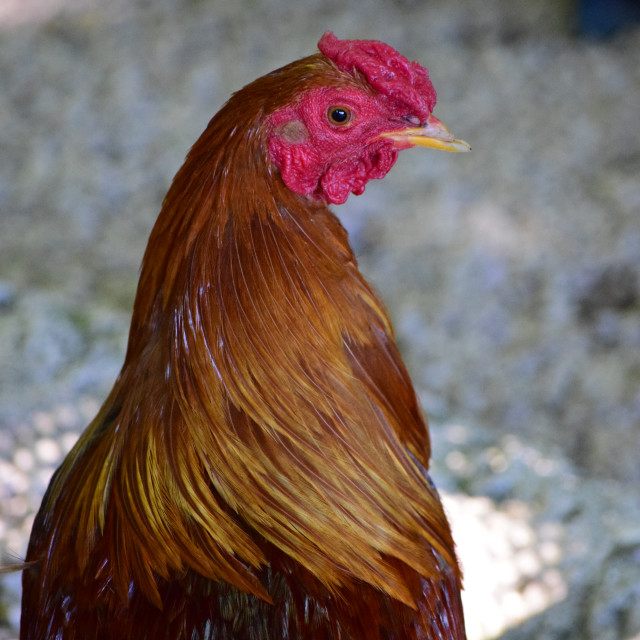 "A chicken" stock image