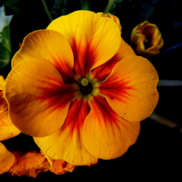 "Primrose" by Amit Mendelsohn - $48.79 "Primrose" stock image