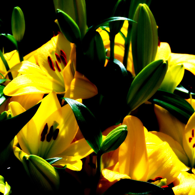 "A yellow lily" stock image